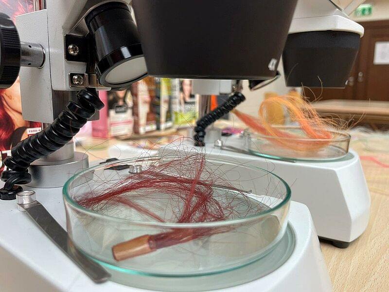 Eine Haarprobe in einer Petrischale unter einem Mikroskop